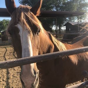 Meet your Posher, Sheila